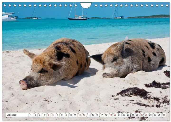 Produktbild Schweine im Dauerurlaub auf den Bahamas! (Wandkalender 2025 DIN A4 quer), Monatskalender (A4, Deutsch)