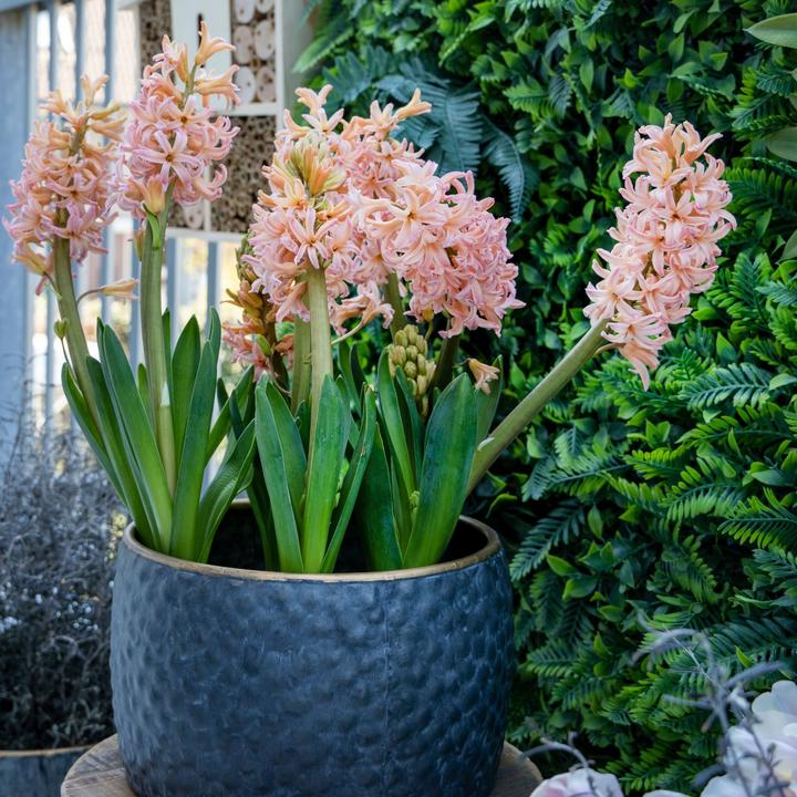 Produktbild Plant in a Box Hyacinthus Gipsy Queen - 15er-Set Hyazinthenzwiebeln (30 cm)