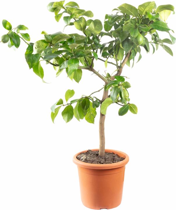 Produktbild Flowerbox Zitrone 'Meyer' - Citrus x meyeri (70 cm)