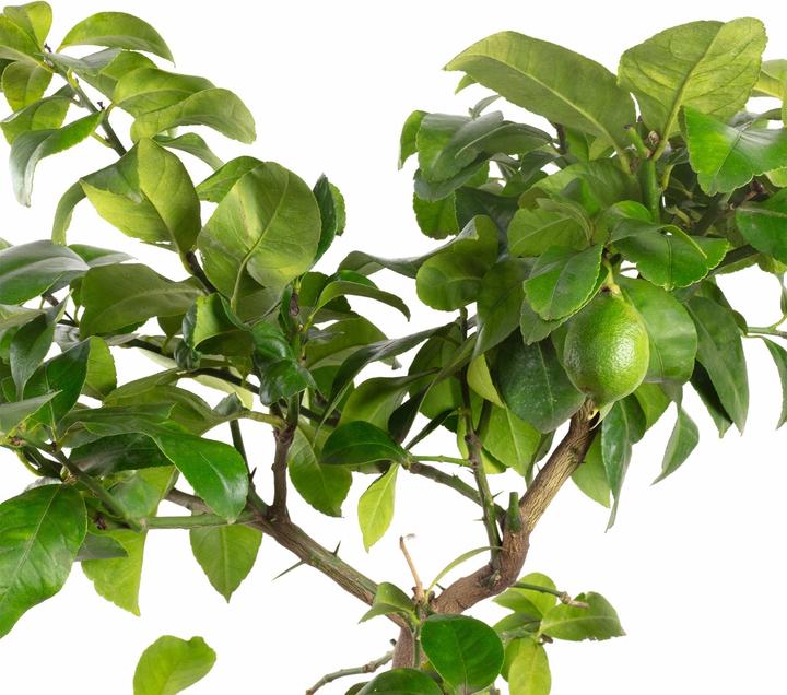 Produktbild Flowerbox Zitrone 'Meyer' - Citrus x meyeri (70 cm)