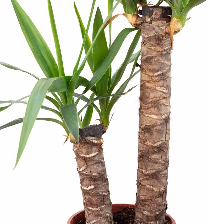 Image du produit Flowerbox Palmier - Yucca Elephantipes Palmier (80 cm)