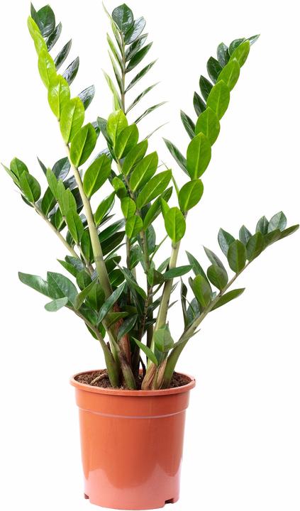 Produktbild Flowerbox Glücksfeder - Zamioculcas zamiifolia (90 cm)