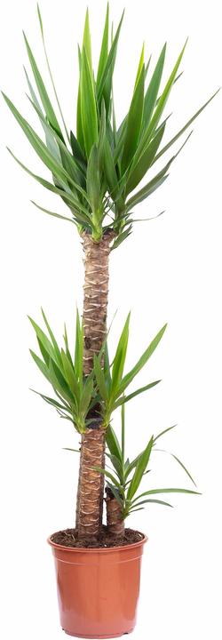 Produktbild Flowerbox Palmlilie - Yucca Elephantipes Palme (135 cm)