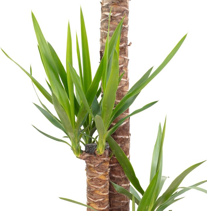 Produktbild Flowerbox Palmlilie - Yucca Elephantipes Palme (135 cm)