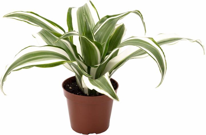 Produktbild Flowerbox Drachenbaum White Jewel - Dracaena Deremensis (6 cm)