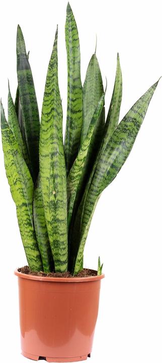 Produktbild Flowerbox Bogenhanf - Sansevieria zeylanica (65 cm)