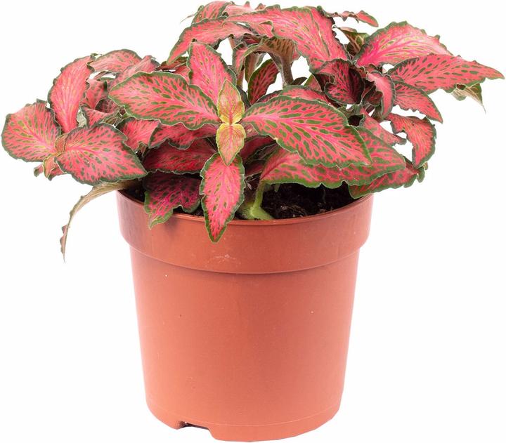 Produktbild Flowerbox Mosaikpflanze - Fittonia Verschaffeltii Forest Flame (15 cm)