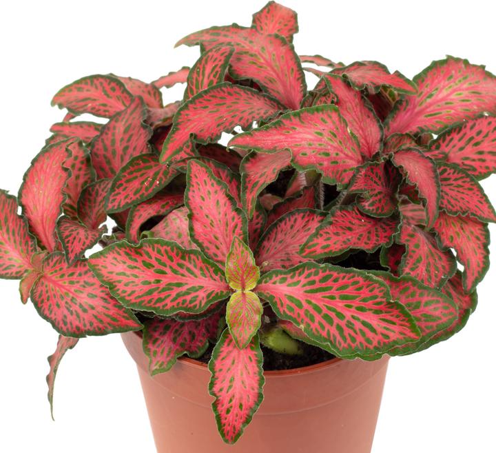 Produktbild Flowerbox Mosaikpflanze - Fittonia Verschaffeltii Forest Flame (15 cm)