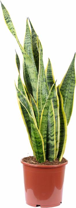Immagine prodotto Flowerbox Canapa a fiocco - Sansevieria trifasciata Laurentii (65 cm)