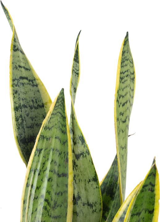 Immagine prodotto Flowerbox Canapa a fiocco - Sansevieria trifasciata Laurentii (65 cm)