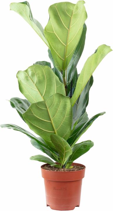 Image du produit Flowerbox Figuier lyre - Ficus Lyrata (65 cm)