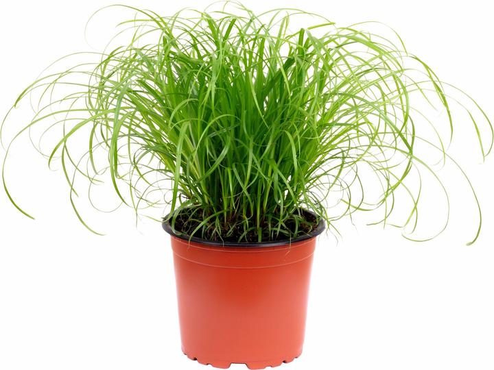 Produktbild Flowerbox Echtes Katzengras - Cyperus alternifolius "Zumula" (1 Stk.)