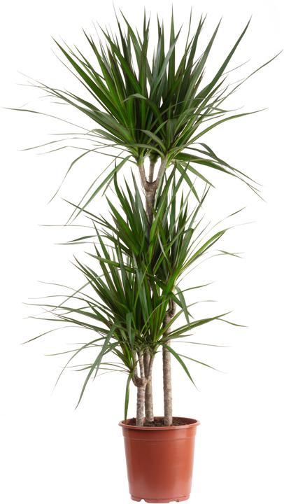 Flowerbox Dragonnier bordé - Dracaena marginata (120 cm)