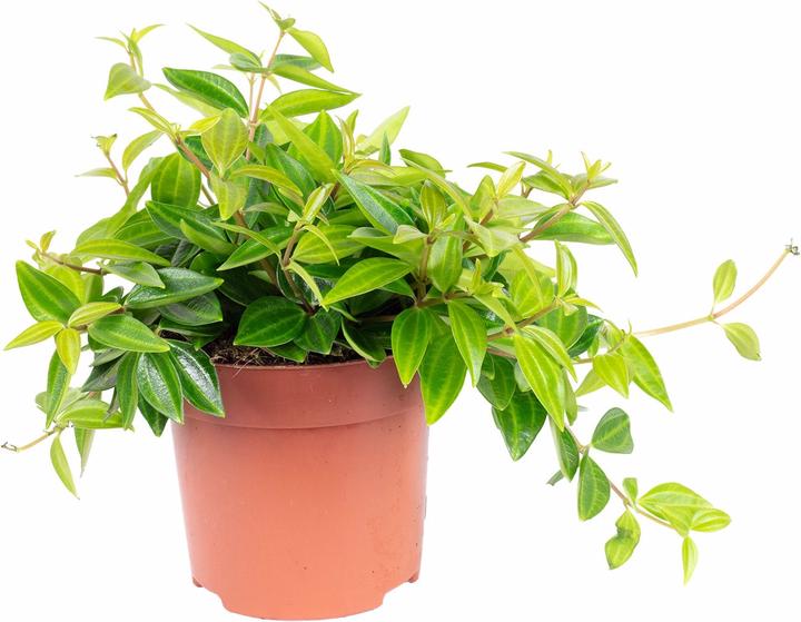 Immagine prodotto Flowerbox Zwergpfeffer Smit- Peperomia (12 cm)