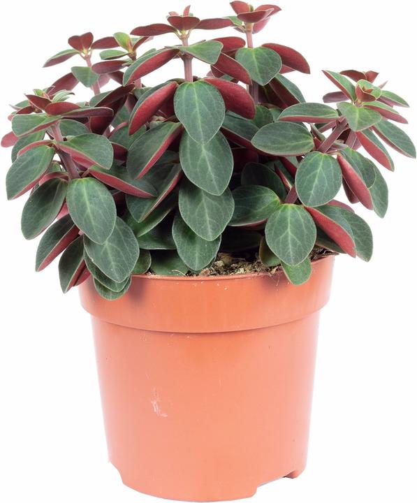 Immagine prodotto Flowerbox Zwergpfeffer Smit- Peperomia (12 cm)