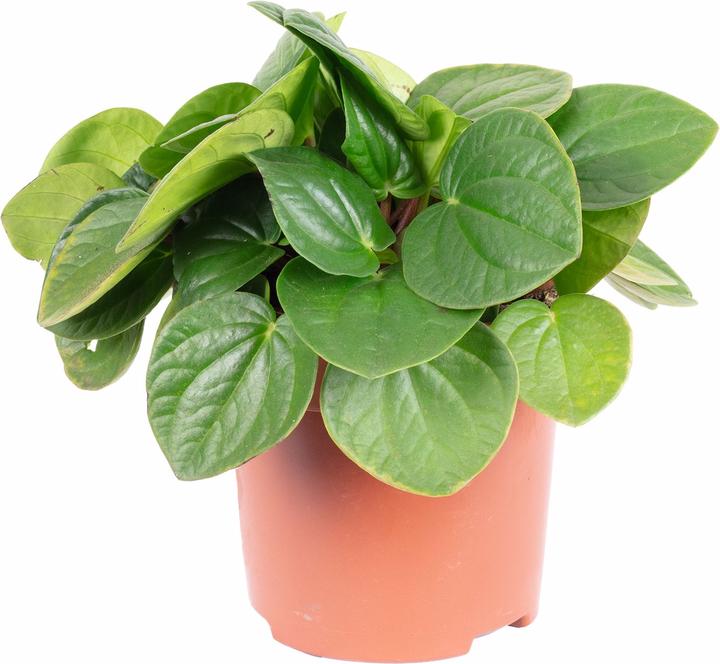 Immagine prodotto Flowerbox Zwergpfeffer Smit- Peperomia (12 cm)