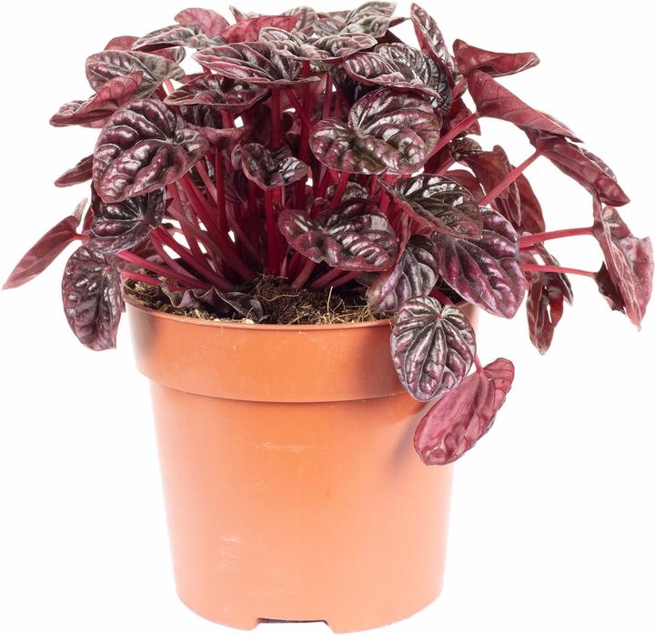 Immagine prodotto Flowerbox Zwergpfeffer Smit- Peperomia (12 cm)