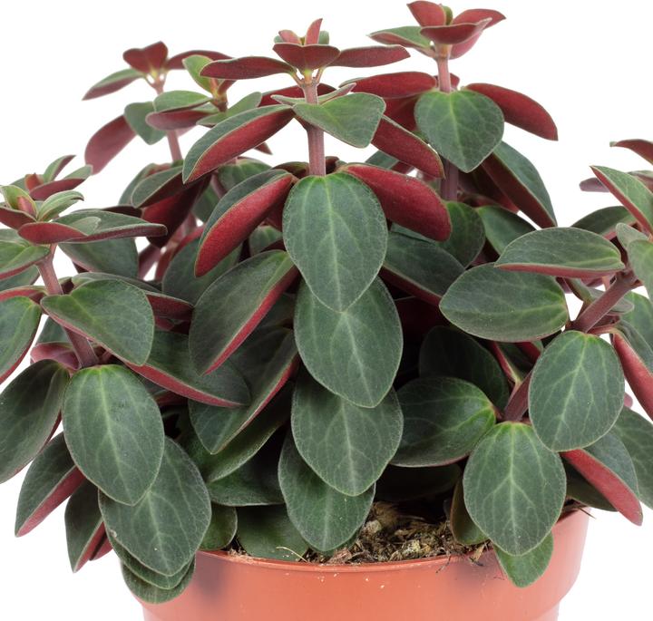 Immagine prodotto Flowerbox Zwergpfeffer Smit- Peperomia (12 cm)