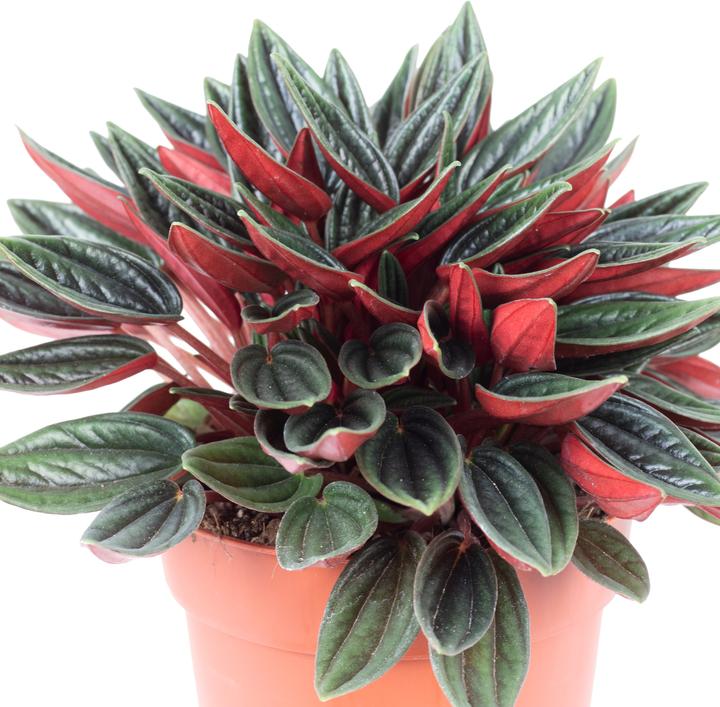 Produktbild Flowerbox Smit Rosso - Peperomia (15 cm)