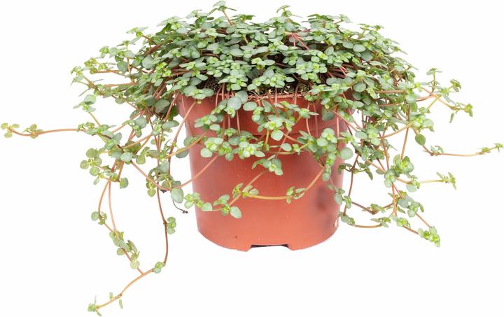 Produktbild Flowerbox Kanonierblume "Smit Chique" - Pilea glauca (20 cm)