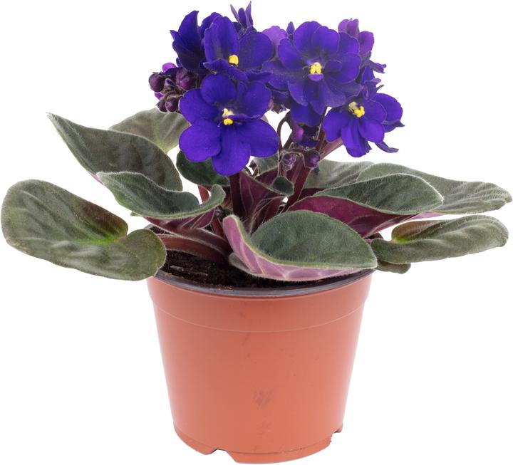 Produktbild Flowerbox Usambaraveilchen- Saintpaulia ionantha