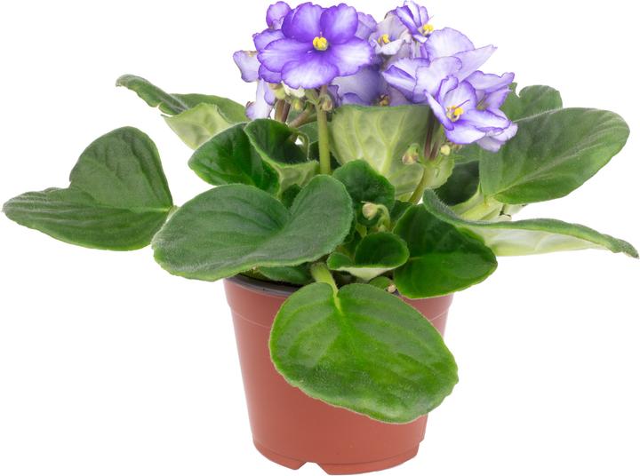 Produktbild Flowerbox Usambaraveilchen- Saintpaulia ionantha