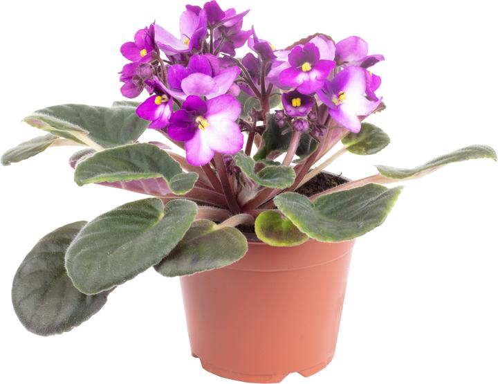Produktbild Flowerbox Usambaraveilchen- Saintpaulia ionantha