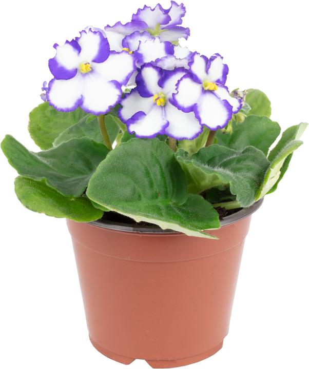 Produktbild Flowerbox Usambaraveilchen- Saintpaulia ionantha