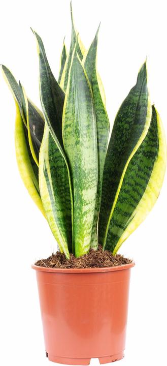 Actual product image Flowerbox Bow hemp - Sansevieria trifasciata Laurentii (45 cm)
