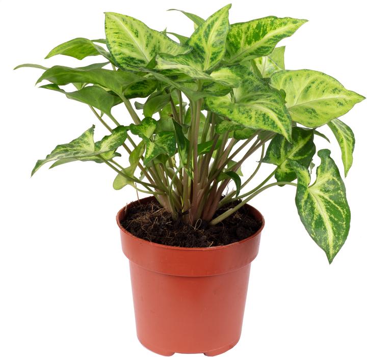 Produktbild Flowerbox Purpurtute - Syngonium Arrow (25 cm)