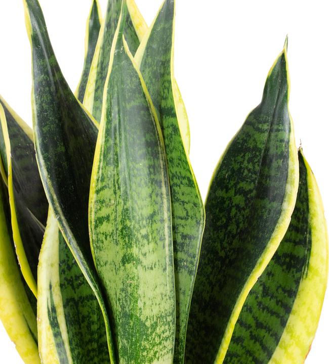 Actual product image Flowerbox Bow hemp - Sansevieria trifasciata Laurentii (45 cm)