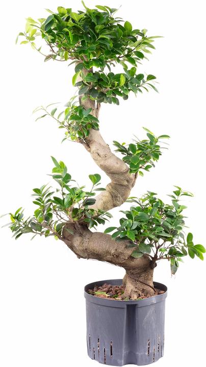 Produktbild Flowerbox Bonsai Feige in Hydrokultur - Ficus microcarpa compacta