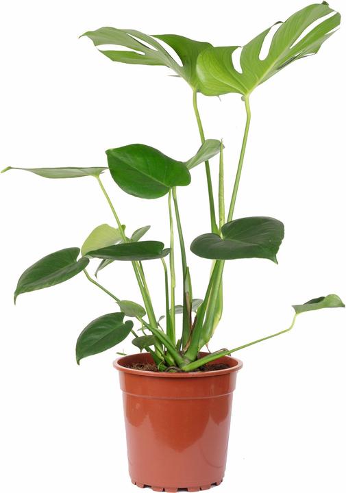 Produktbild Flowerbox Fensterblatt - Monstera Deliciosa (75 cm)