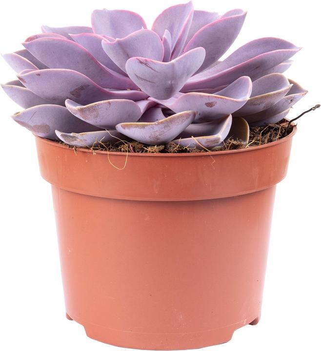 Flowerbox Echeverie - Echeveria purple pearl (15 cm)