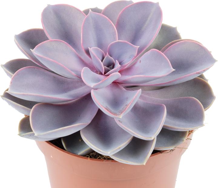 Produktbild Flowerbox Echeverie - Echeveria purple pearl (15 cm)