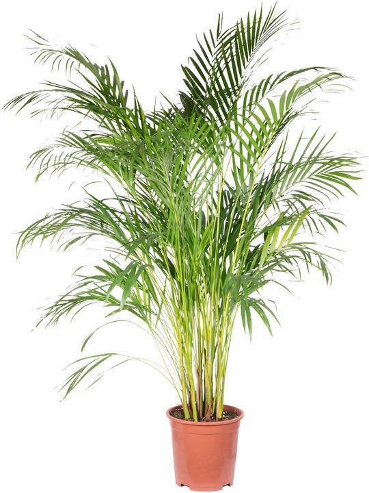Produktbild Flowerbox Goldfruchtpalme - Areca Dypsis Lutescens (150 cm)