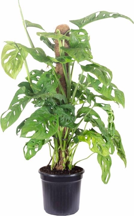 Immagine prodotto Flowerbox Foglia di finestra storta su un bastoncino di muschio - Monstera andansonii "Monkey Leaf (65 cm)