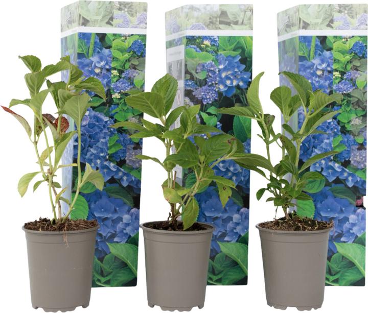 Actual product image Plant in a Box Hydrangea macrophylla 'Early Blue' - Set of 3 hydrangeas (25 cm)