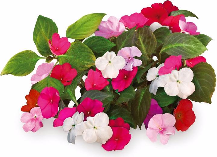 Image du produit Click and Grow Lizzy l'occupée (Graines de fleurs)
