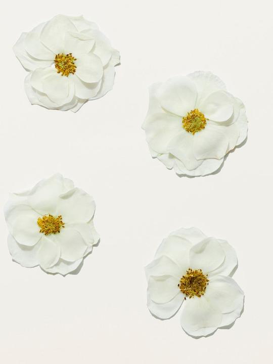 Actual product image Burberry Her Blossom (Eau de toilette, 50 ml)