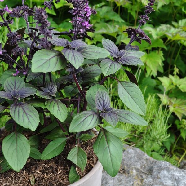 Produktbild Säntispracht 3 er Set, Strauchbasilikum - Ocimum basilicum Magic Blue (60 cm)