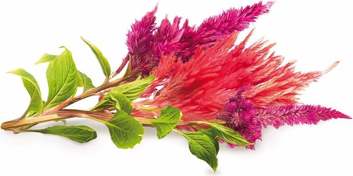 Image du produit Click and Grow Cockscomb (Graines de fleurs)