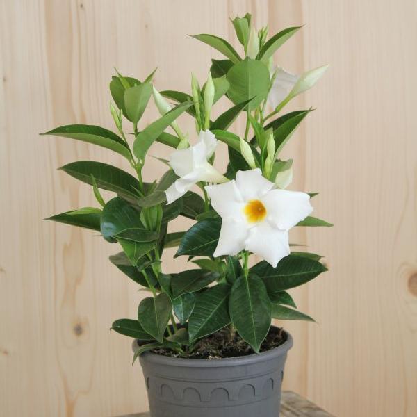 Image du produit Säntispracht Set de 3 fleurs en entonnoir - Dipladenia Bella White (150 cm)