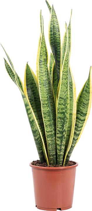 Immagine prodotto Flowerbox Canapa a fiocco - Sansevieria trifasciata Laurentii (65 cm)
