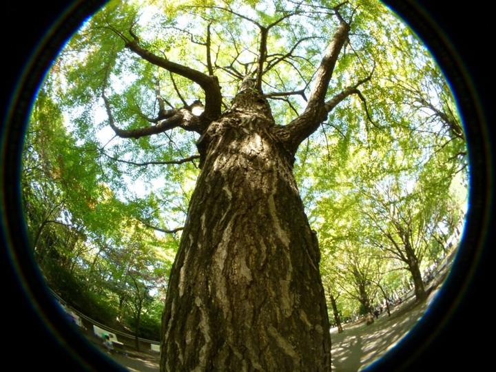 Actual product image Raynox HDP 2800 ES 52 (Fisheye, Universal)