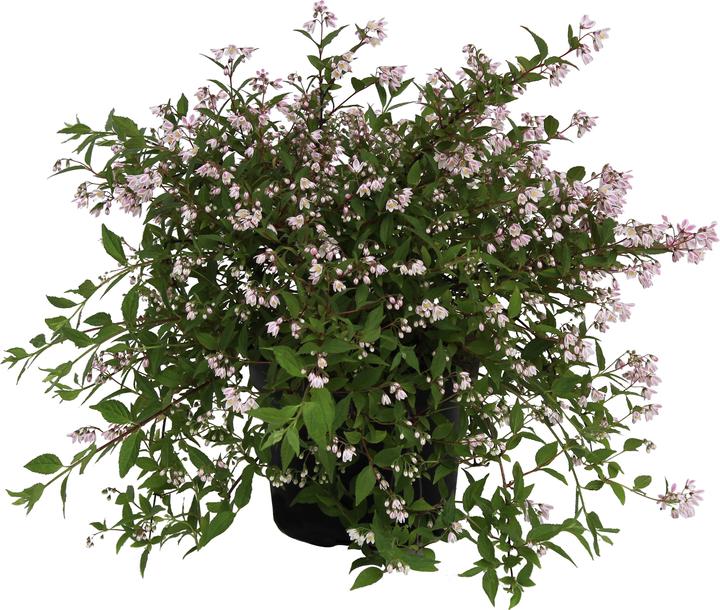 Produktbild Zulauf Deutzie / Deutzia 'Yuki Cherry Blossom'® (30 cm)