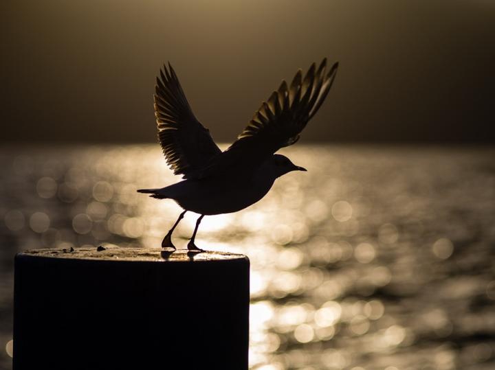Immagine prodotto Pentax smc FA 645 200 mm / 4,0