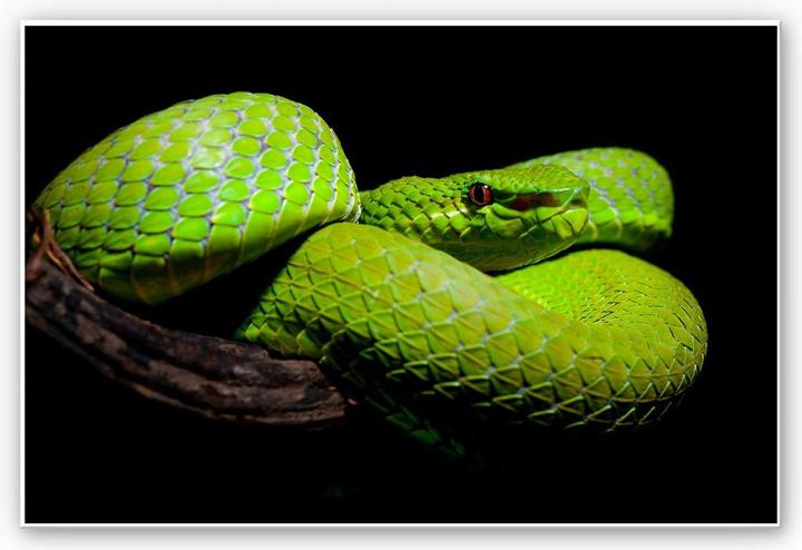 Produktbild Trenddeko Hakonsen - Die grüne Pit-Viper (45 x 30 cm)