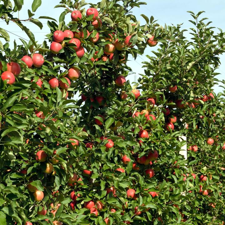 Image du produit Plant in a Box Malus 'Braeburn', 'Golden Delicious', 'Malus Gala' - Mélange de 3 arbres fruitiers (60 cm)