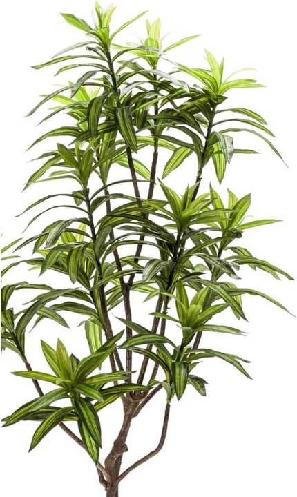 Productafbeelding Emerald Brendis (130 cm)